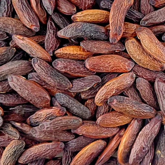 боби тонка - на вагу